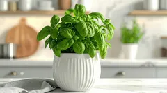 Hur man får basilika att växa bättre med ett hemtrick