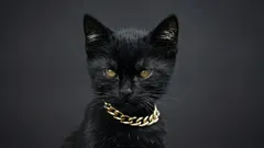 Halsband för katter: fördelar, nackdelar och när de verkligen behövs