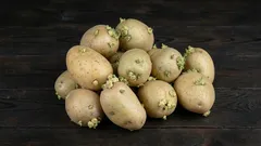 Kan man äta potatis som har börjat gro, eller bör den slängas?