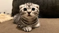 De här katterna älskar verkligen sina ägare – topp 3 av de keligaste raserna för barnfamiljer