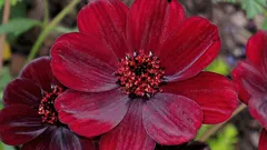 Växten med chokladdoft som få känner till