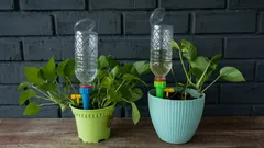 Ett smart DIY-trick med en flaska som vattnar dina krukväxter medan du är på semester