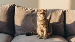 Varför jamar katten på morgonen och väcker dig: 5 verkliga orsaker