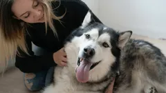 Var är det bäst att klappa en hund för att den ska njuta så mycket som möjligt?