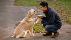 Hur hundar väljer sin ”huvudperson” i familjen: 10 subtila nyanser